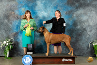 Rhodesian Ridgeback #5 Sat OHRBIS Judge Anne Barlow