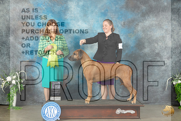 Rhodesian Ridgeback #5 Sat OHRBIS Judge Anne Barlow_JP_1704_Lubbock2023_HR3