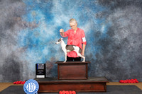 Italian Greyhound #8 Sun WBBOWM NCH Judge Nikki Riggsbee