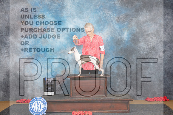 Italian Greyhound #8 Sun WBBOWM NCH Judge Nikki Riggsbee__JP_0525_Sulphur Springs_2024_HR3
