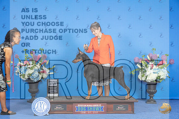 Doberman #48 WED SB Judge Alisa Brotherhood__JP_0255_Houston_2024_HR3