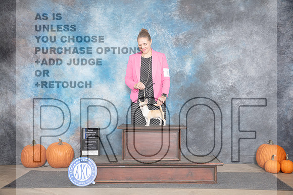 Chihuahua Smooth #15 Sun WDBOW NCh Judge Tim Catterson__JP_9161_Humble_2024_HR3
