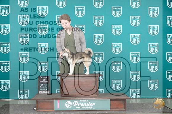 Alaskan Klee Kai #847 Sun BOW Judge Sharon Griffin__JP_2919_Premier_2024_HR3