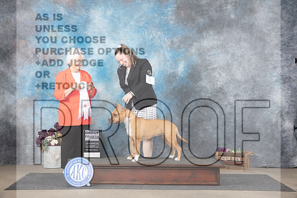 American Staffordshire Terrier #8 Sat G4 Judge Gloria Kerr__JP_7320_Belton_2024_HR3