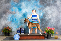 Boxer #5 Fri WDCH Wendy Willhauck