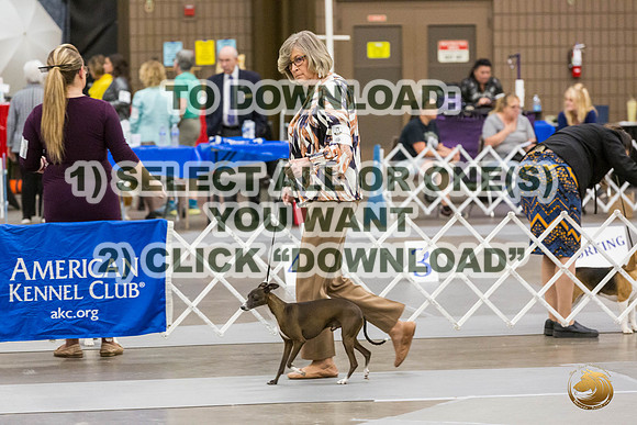 Italian Greyhound NOHS Group Sat JJL_4155_Lubbock2023_HR3