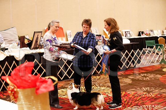 _JJ_8382-HstnCorgiFeb2015-HR3