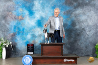 Boston Terrier #8 Sun BOS Judge Carolyn Herbel