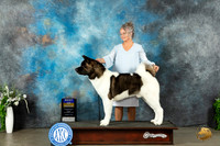 Akita #5 Sun BOB Judge Donna Buxton