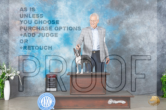 Boston Terrier #8 Sun BOS Judge Carolyn Herbel_JP_1985_Lubbock2023_HR3