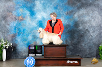 Cocker Spaniel #5 Sat WDOHBOB OHG2 Judge Eugene Blake