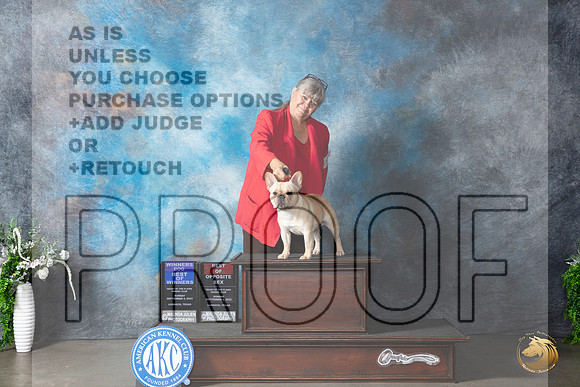 French Bulldog #9 Sun WBBOWBOS Judge Carolyn Herbel_JP_1933_Lubbock2023_HR3