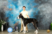 Great Dane #7 WD Judge Donna Buxton