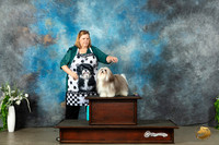 Havanese #5 Headshots Sun