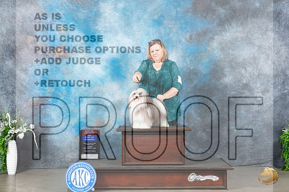 Havanese #5 Sun WDBOWBOS Judge Gloria Kerr_JP_1977_Lubbock2023_HR3
