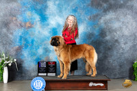 Leonberger #6 Sun WBBOSCH Judge Donna Buxton