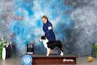 Miniature American Shepherd #5 Sun WDBOW Judge Carolyn Herbel