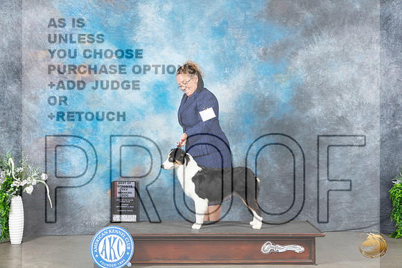 Miniature American Shepherd #5 Sun WDBOW Judge Carolyn Herbel_JP_1995_Lubbock2023_HR3