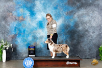 Miniature American Shepherd #6 Sun BOB Judge Carolyn Herbel
