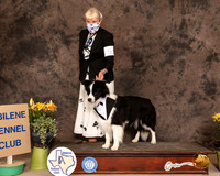 BCollie