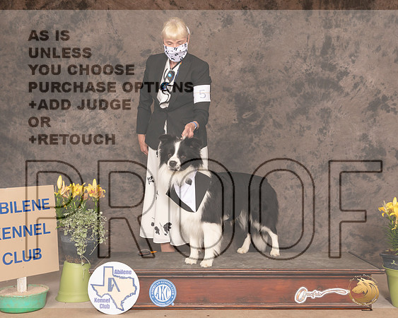 BCollie0328_AB21