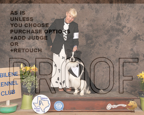 BCollie0337_AB21