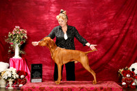 Vizsla Sun S1 New Int'l Ch Vederia Berton 1 8x10 EDIT