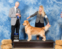 Golden Retriever #15 BOW Thurs Claster Mark Teresa McKenna Judge Jon R Cole