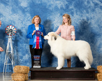 Great Pyrenees #5 Thur RBIS Wadsworth Mark Penny Jean Boyd Judge Sari Brewster Tietjen