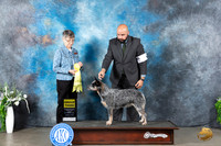 Australian Cattle Dog #6 Sun G3 Judge Donna Buxton