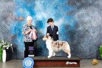 Australian Shepherd #J400 Sun RBJr Judge Gloria Kerr