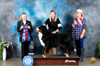 Bernese Mountain Dog #5 Sun RBIS Judge Carolyn Herbel