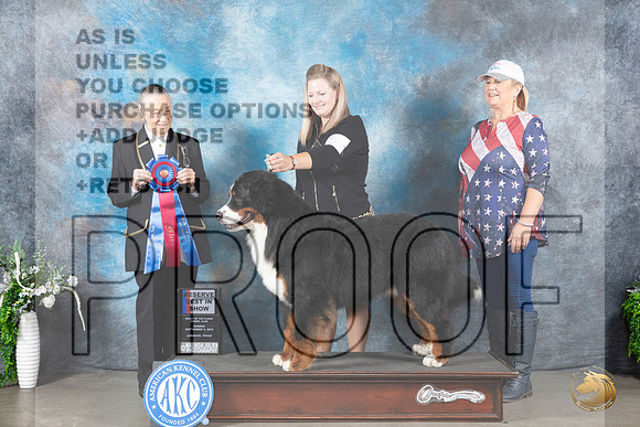 Bernese Mountain Dog #5 Sun RBIS Judge Carolyn Herbel_JP_2382_Lubbock2023_HR3