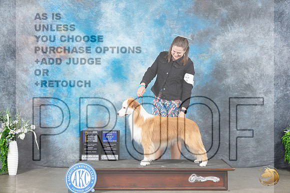 Border Collie #5 Sun WDBOWBOBMCH Judge Carolyn Herbel_JP_2362_Lubbock2023_HR3
