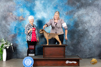 Border Terrier #7 Sun G2 Judge Gloria Kerr