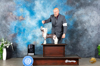 Chinese Crested #9 Sun OHG4 Judge Donna Buxton