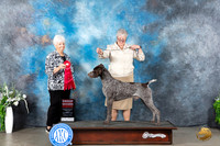 German Shorthaired Pointer #5 Sun G2 Judge Gloria Kerr