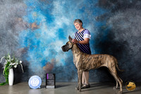 Great Dane #14 Sun OHG1 Judge Donna Buxton