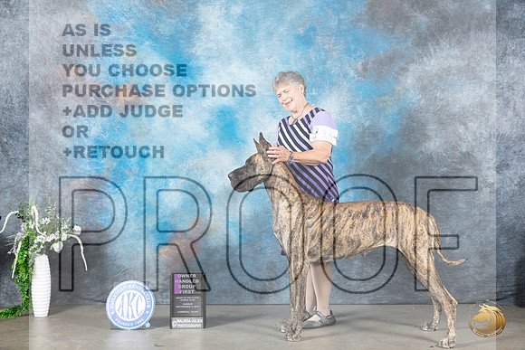 Great Dane #14 Sun OHG1 Judge Donna Buxton_JP_2162_Lubbock2023_HR3