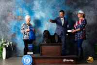 Havanese #6 Sun G1 Judge Gloria Kerr