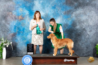 Nova Scotia Duck Tolling Retriever #8 Sun OHG3 Judge Anne Barlow
