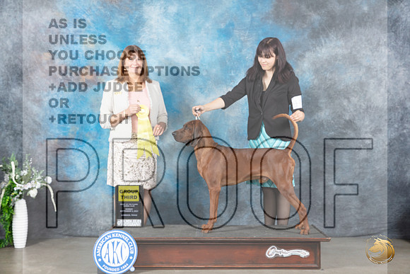 Redbone Coonhound #5 Sun G3 Judge Anne Barlow_JP_2447_Lubbock2023_HR3