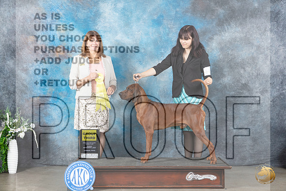 Redbone Coonhound #5 Sun G3 Judge Anne Barlow_JP_2450_Lubbock2023_HR3