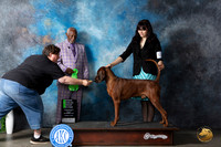Redbone Coonhound #5 Sun OHG2 Judge Eugene Blake