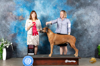 Rhodesian Ridgeback #5 Sun G2 Judge Anne Barlow