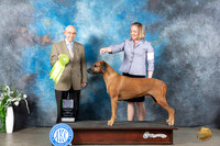 Rhodesian Ridgeback #5 Sun OHRBIS Judge Ken Buxton