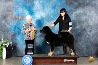 Tibetan Mastiff #J600 Sun BJr Judge Gloria Kerr