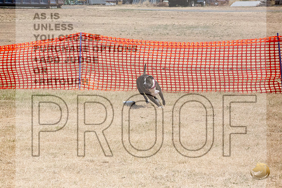 American Pitbull Terrier Percision Courcing Sat Longview WA 2024_JJL_3639_Longview WA_2024_HR3