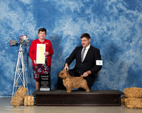Norwich Terrier #7 Fri G3 Cato Marie Suzanne Bennett Judge Cindy Meyer