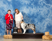 Australian Shepherd #12 Fri BOB Pryor Maggie Judge Cindy Meyer